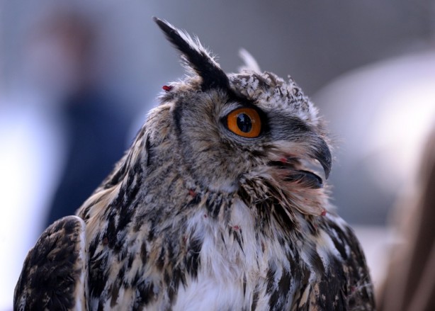 Foto - Ardahan Valisi, tedavisi tamamlanan puhu kuşunu doğaya saldı