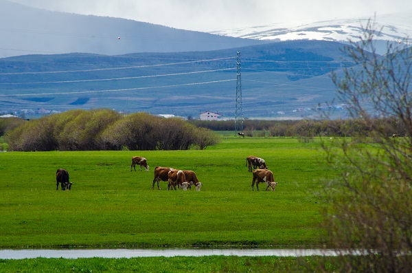 Foto - Ardahan'da doğa yeniden canlandı