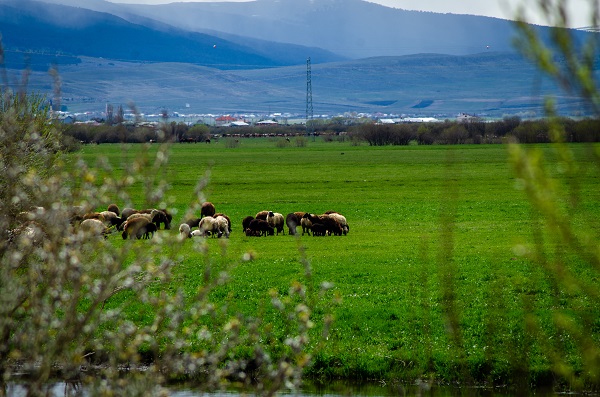 Foto - Ardahan'da doğa yeniden canlandı