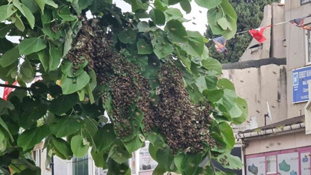 Foto - Arı baskını! Vatandaşlar kaçacak yer aradı
