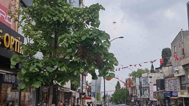 Foto - Arı baskını! Vatandaşlar kaçacak yer aradı