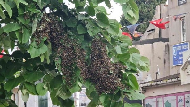 Arı baskını! Vatandaşlar kaçacak yer aradı