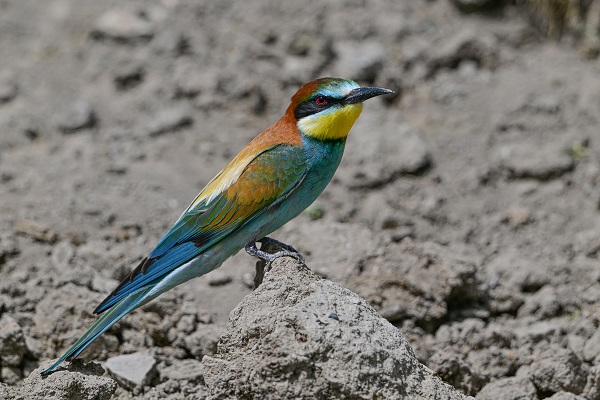 Foto - Arı kuşları Van gölü havzasında böyle görüntülendi! 