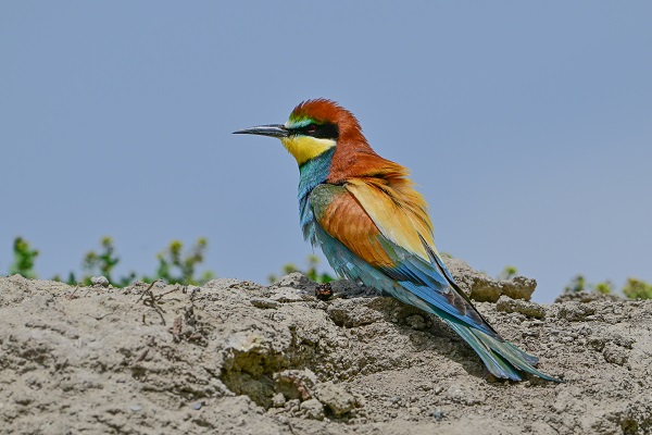 Foto - Arı kuşları Van gölü havzasında böyle görüntülendi! 