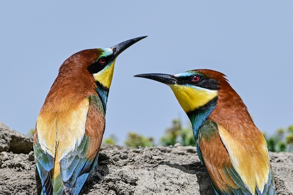 Foto - Arı kuşları Van gölü havzasında böyle görüntülendi! 