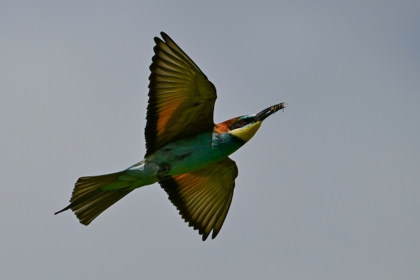 Foto - Arı kuşları Van gölü havzasında böyle görüntülendi! 