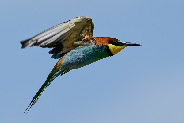 Arı kuşları Van gölü havzasında böyle görüntülendi! 