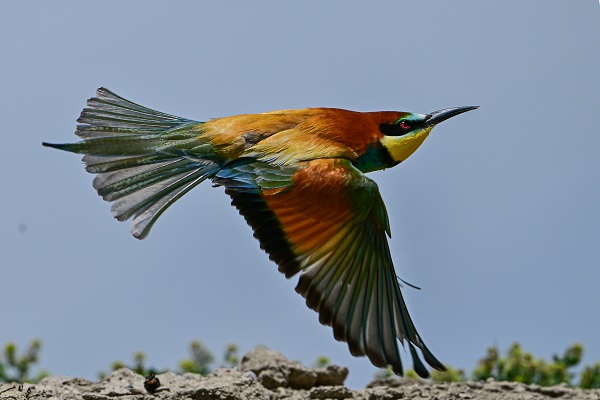 Foto - Arı kuşları Van gölü havzasında böyle görüntülendi! 