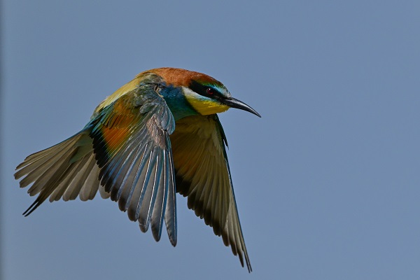 Foto - Arı kuşları Van gölü havzasında böyle görüntülendi! 