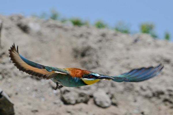Foto - Arı kuşları Van gölü havzasında böyle görüntülendi! 