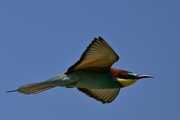Foto - Arı kuşları Van gölü havzasında böyle görüntülendi! 