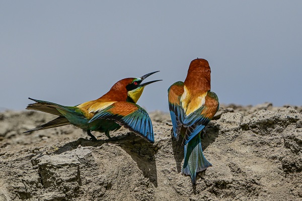 Foto - Arı kuşları Van gölü havzasında böyle görüntülendi! 