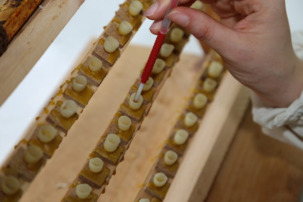 Foto - Arı sütünün faydaları nelerdir? Arı sütünün kilosu bakın kaç TL! Yurt dışından da ilgi çok fazla! 