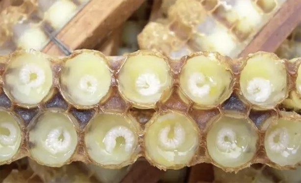 Foto - Arı sütünün faydaları nelerdir? Arı sütünün kilosu bakın kaç TL! Yurt dışından da ilgi çok fazla! 