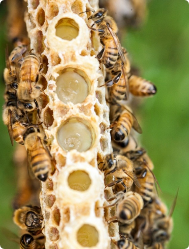Foto - Arı sütünün faydaları nelerdir? Arı sütünün kilosu bakın kaç TL! Yurt dışından da ilgi çok fazla! 