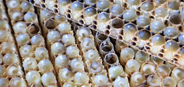 Foto - Arı sütünün faydaları nelerdir? Arı sütünün kilosu bakın kaç TL! Yurt dışından da ilgi çok fazla! 