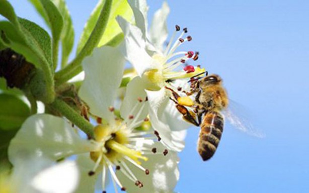 Foto - Arı sütünün faydaları nelerdir? Arı sütünün kilosu bakın kaç TL! Yurt dışından da ilgi çok fazla! 