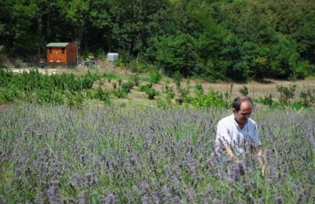 Foto - Arı yatağı şifa dağıtıyor