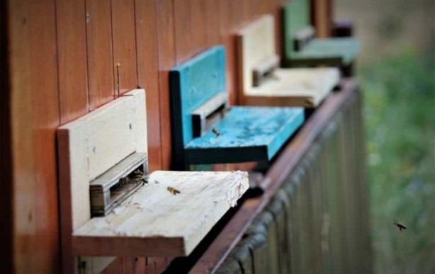 Foto - Arı yatağı şifa dağıtıyor