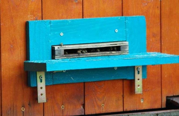 Foto - Arı yatağı şifa dağıtıyor