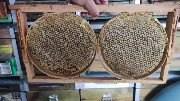 Foto - Arıcı gözlerine inanamadı! Böyle bir bal daha önce olmadı