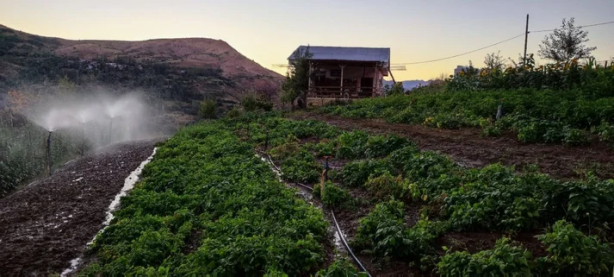 Foto - Arıcı gözlerine inanamadı! Böyle bir bal daha önce olmadı