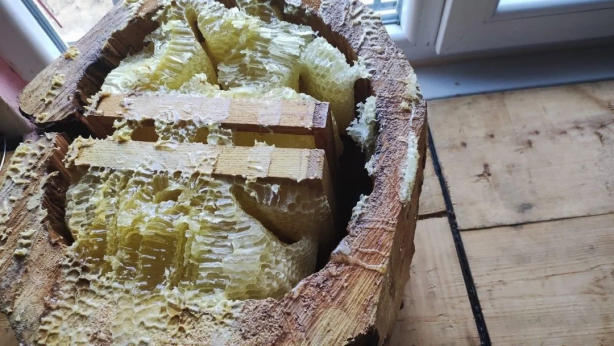 Foto - Arıcı gözlerine inanamadı! Böyle bir bal daha önce olmadı