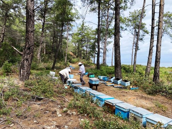 Arıcıların hasat telaşı başladı