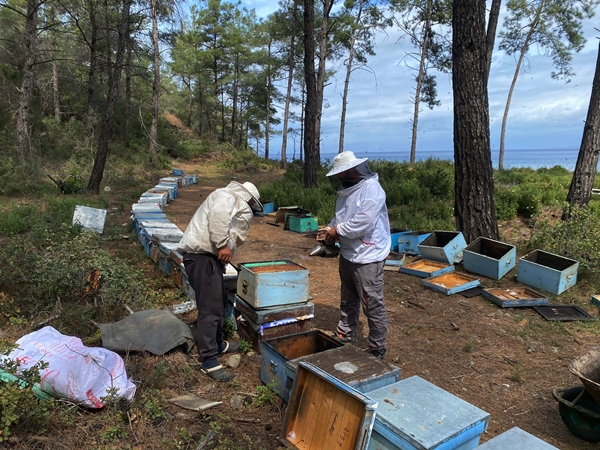 Foto - Arıcıların hasat telaşı başladı