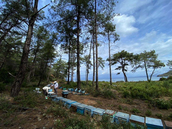 Foto - Arıcıların hasat telaşı başladı