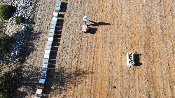 Foto - Arıcıların hasat telaşı başladı
