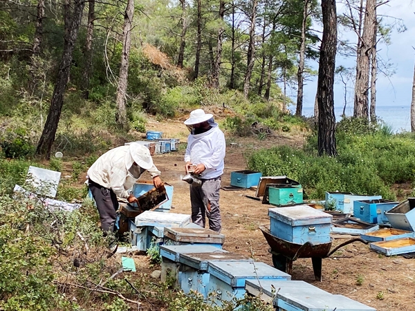 Foto - Arıcıların hasat telaşı başladı