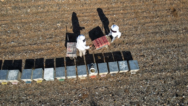 Foto - Arıcıların hasat telaşı başladı