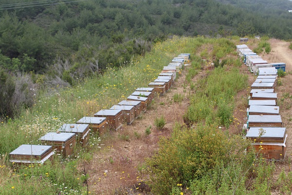 Foto - Arıcıların yeni favorisi! Bu balın tadı çok farklı