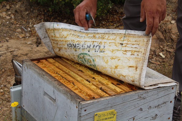 Foto - Arıcıların yeni favorisi! Bu balın tadı çok farklı