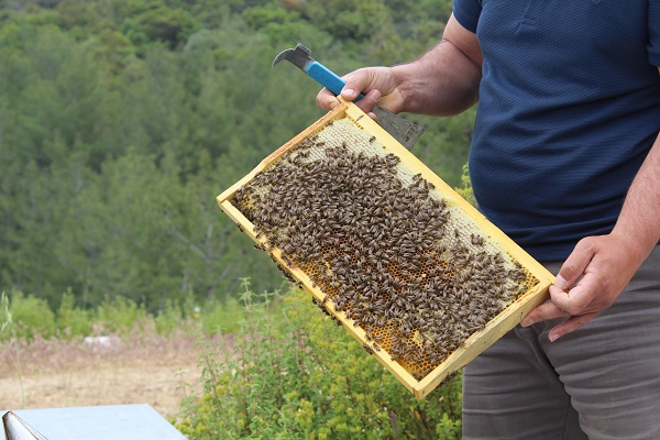 Arıcıların yeni favorisi! Bu balın tadı çok farklı