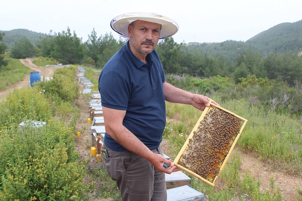 Foto - Arıcıların yeni favorisi! Bu balın tadı çok farklı