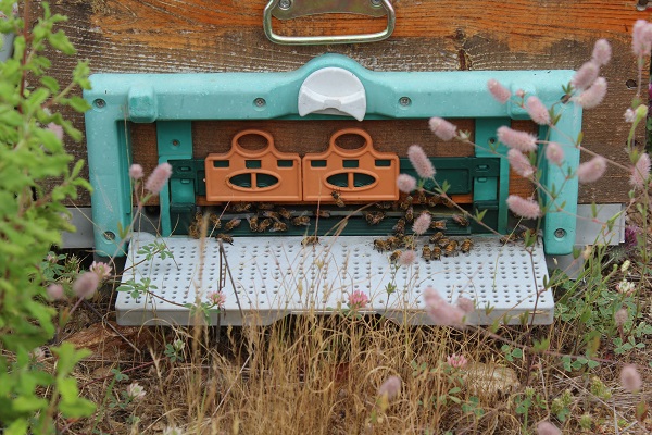 Foto - Arıcıların yeni favorisi! Bu balın tadı çok farklı