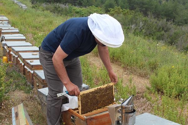 Foto - Arıcıların yeni favorisi! Bu balın tadı çok farklı