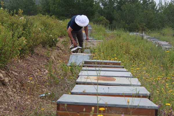 Foto - Arıcıların yeni favorisi! Bu balın tadı çok farklı