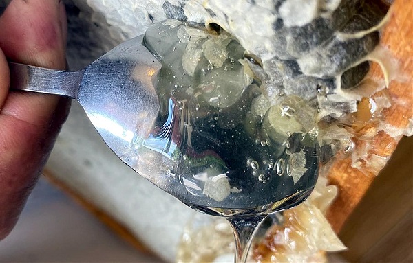 Foto - Arıcıyı şoke eden manzara! Kovanı açtığında bu manzarayla karşılaştı