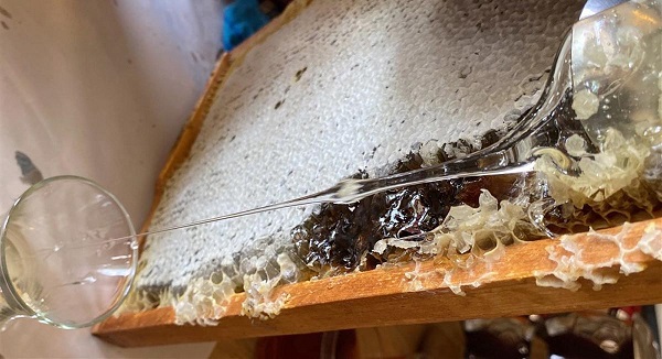 Foto - Arıcıyı şoke eden manzara! Kovanı açtığında bu manzarayla karşılaştı