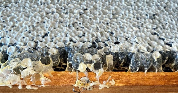 Foto - Arıcıyı şoke eden manzara! Kovanı açtığında bu manzarayla karşılaştı