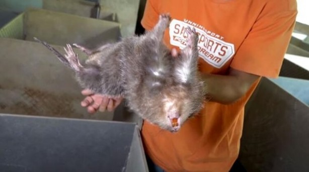 Foto - Tarihin en büyük salgını 'Kara Ölüm' Çin'de yeniden ortaya çıktı