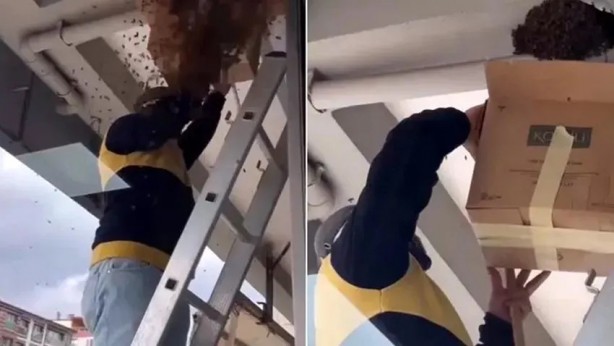 Arılar o mahallede terör estiriyor!