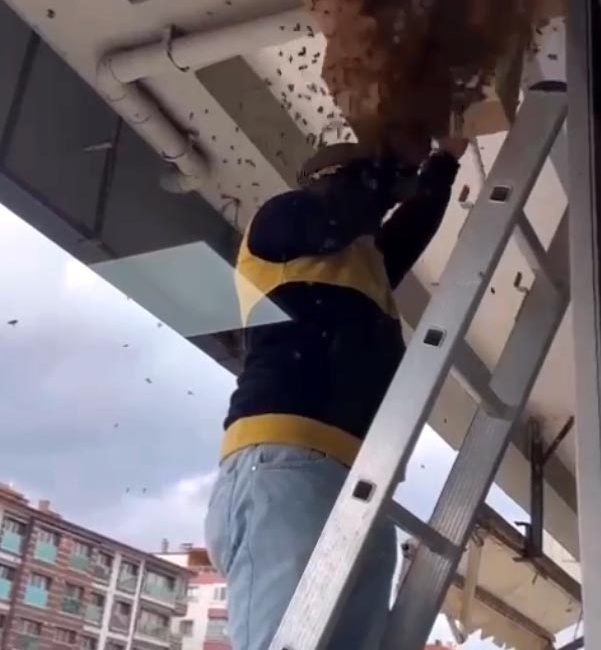 Foto - Arılar o mahallede terör estiriyor!