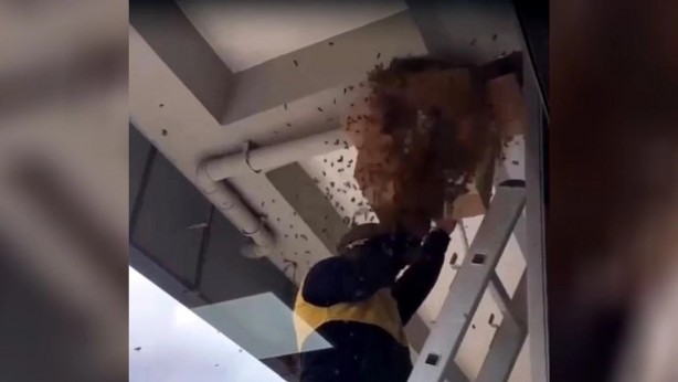 Foto - Arılar o mahallede terör estiriyor!