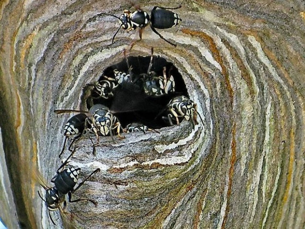 Foto - Arılar öyle bir yere kovan yaptı ki!