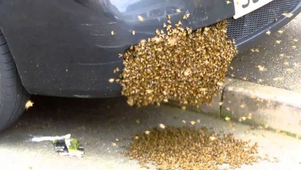 Foto - Arılar öyle bir yere kovan yaptı ki!