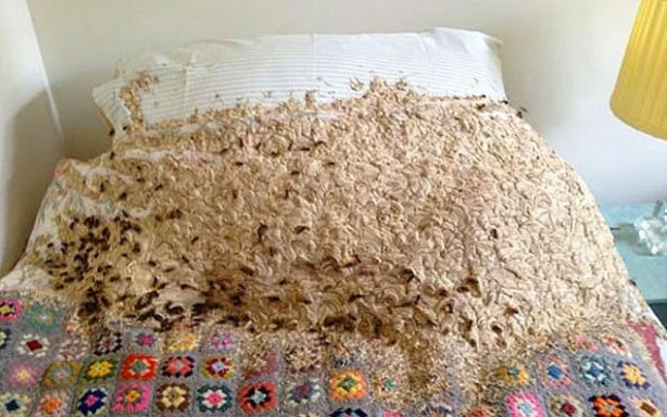 Foto - Arılar öyle bir yere kovan yaptı ki!